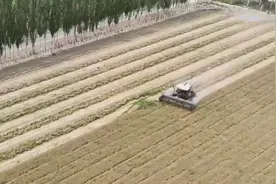 香飘四溢！小茴香收割现场主打一个“香”图片