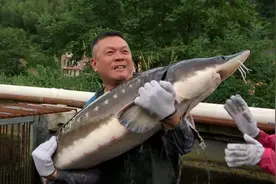 06年湖南男子养7万条鱼卖不出去，如今鱼成宝贝，5万一条都不愿卖图片