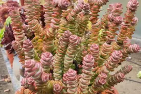 夏天养多肉钱串，牢记掌握4个要点，轻松爆盆寓意好，美极了图片