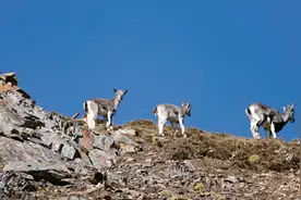 林草科普|岩羊幼羔跟妈妈不停迁徙图片