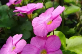 大花酢(cù)浆草，收球根图片