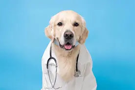 好奇怪，为什么我家狗爱吃草？图片