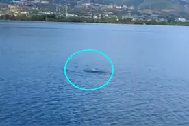 4000钓一年，四川邛海翘嘴鱼招募令是智商税？看看当地钓友怎么说图片