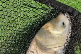 用这饵料钓鲢鳙，你也可以盘老板。图片