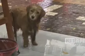 太有爱！湖南一走失的狗狗来店里躲雨，老板遇“歪头杀”暖心回应图片