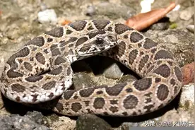 佛山男子被泰国圆斑蝰咬伤，可国内没有专业抗蛇毒血清，怎么办？图片