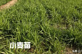 小麦什么时候打矮壮素最好？更有利于小麦抗倒伏图片