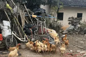 六种动物路上相遇，千万别伤害！快来了解驱赶技巧！图片