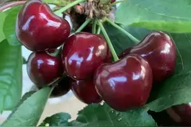 美国送给我国几株没有名字的大樱桃，谁料现在火的家喻户晓图片