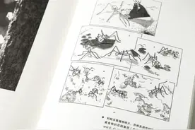 蚂蚁是“女权”主义拥护者，雌性蚂蚁拥有完全主导权图片