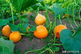 黄瓜、丝瓜、南瓜光长秧子不结瓜？原因有三点，你做到了吗图片