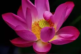 分享黑色含苞欲放的花朵，有一种神秘感觉图片