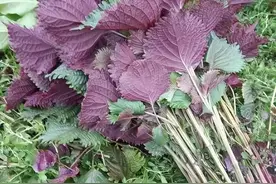 被严重低估的紫苏，全身是宝却被人拿来喂猪，你知道它的价值吗？图片