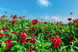 10条极简的人生建议图片