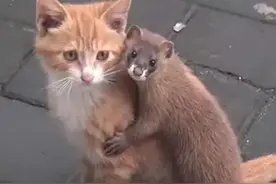 民间传说—农村小伙子与黄鼠狼的奇缘，小伙子由农民到将军图片