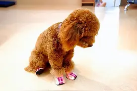 老实说，泰迪拆了“两颗蛋”，变化还真不小图片