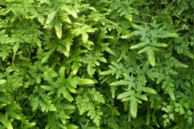 藤状植物海金沙，别名化石草、腰痛草、蛤蟆藤，生活中有5大妙用图片