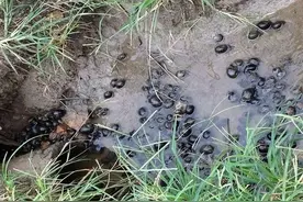 含6千条寄生虫，在我国泛滥成灾，无人敢吃，在国外却成超级野味图片