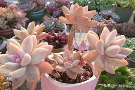 冬天多肉有“5怕”，及时避开安全过冬，养成可爱肉墩子图片