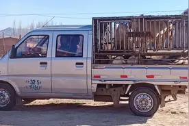 截止到12月13日，全国不同地区活羊价格汇总，仅供参考图片
