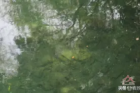 苏博旁边的河里，鱼儿好大！图片