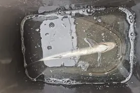 广州男子在珠江钓到江鳗，不认识把鱼送人，网友：这鱼400一斤图片