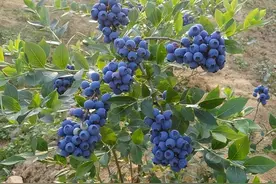 阳台养盆蓝莓树，既能用来观赏，还能吃到自己种出的蓝莓果图片