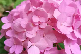 改善睡眠的养生小动作：金鸡独立图片