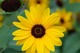 低谷时，懂得沉心静气的星座，韬光养晦，克制又理性，能速占上风图片