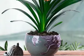 3月里浇花，在家自制4种“营养水”，花盆里浇一些，养啥都特好使图片