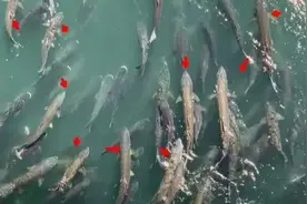 三峡大坝下鱼群泛滥！四处可见百斤重的大鱼，专家却不让捕捉？图片