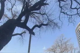 关于武汉各区小学初中上学的相关整理图片