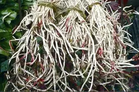 节耳根（折耳根）图片