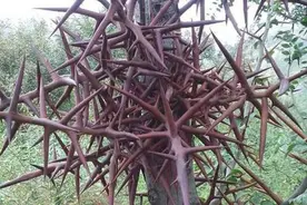 树身长满尖刺，煲汤喝却厉害了，还是天然的肥皂料，你认识吗？图片