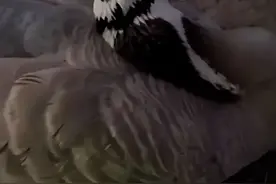 已确认，网红“大宝”突然死亡！公安介入图片