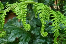 蕨类植物不开花如何繁殖呢？推荐几种适合家中养的蕨类盆栽图片