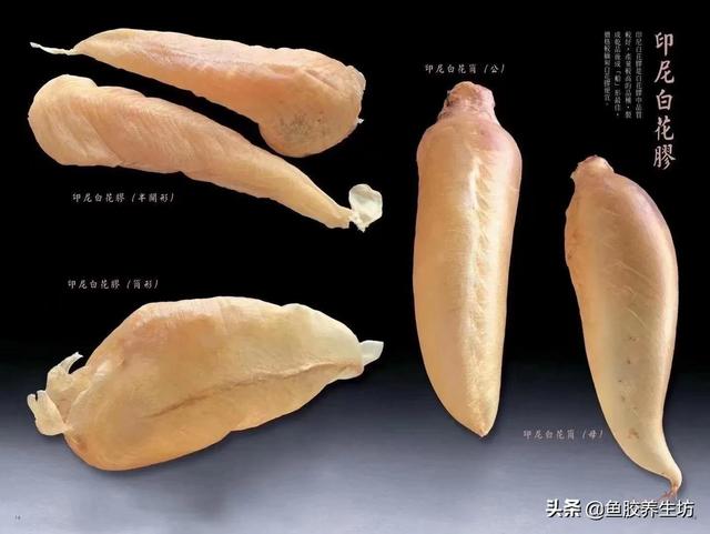 白花胶的功效 2026年巴基斯坦白花胶的功效