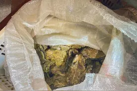 价值280万！四川23人捕捉收购2.8万只癞蛤蟆被抓！专家：每只100图片