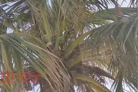 谁说北海的椰子树不结椰子？北海银滩椰子树已经结满椰子图片