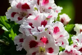 4种“香花”养家里，好看又“养人”，室内养1盆，家都变“香了”图片