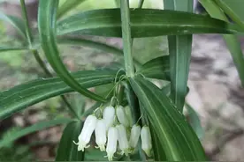 学习蒸制黄精的过程图片