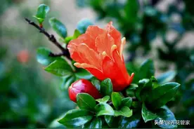 石榴知多少！盘点花石榴的十二个品种，你家乡是哪一种？图片