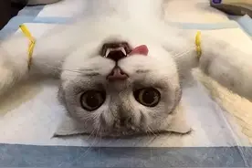 盘点猫咪“性”冷知识，作为铲屎官要知道图片