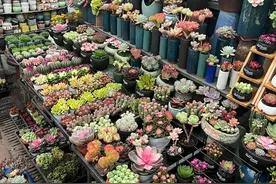 帮你问 | 乌鲁木齐哪有花鸟市场图片