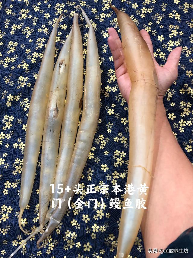 黄门鳝肚花胶怎么做 2026年黄门鳝胶与花胶的区别