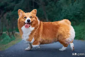 狗狗有眼屎怎么办，吃点什么药管用？图片