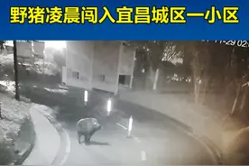 野猪凌晨闯入宜昌城区一小区图片