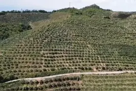 海南男子承包1500亩荒山，如今靠荒山实现梦想，年销售额3000多万图片