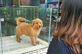 第一次养狗的人，最好提前了解这几件事图片