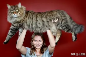 温柔的巨人：关于缅因猫的一些有趣事实图片